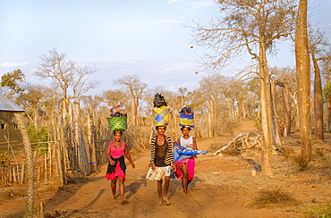 Malagasy women walking past baobab trees in Reniala Botanical Gardens with baskets,Tulear