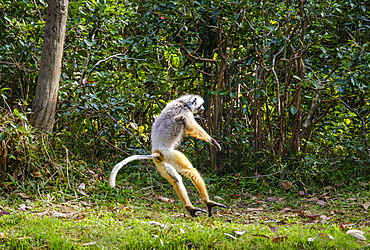 Dancing Sifakas, Andasibe National Park