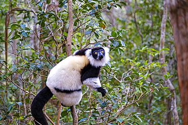 Black and white ruffed lemur, Andasibe National Park.