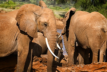 Herd of elephants, Samburu National Reserve, Kenya, East Africa, Africa