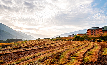 Landscape of freshly harvested fields, Paro, Bhutan, Himalayas, Asia