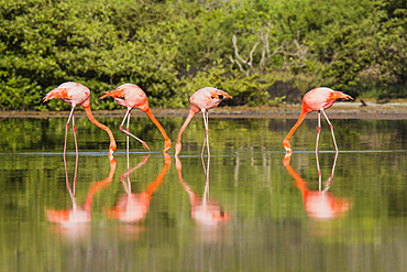 Greater flamingos (Phoenicopterus ruber) foraging for small pink shrimp in saltwater lagoon in the Galapagos Islands, UNESCO World Heritage Site, Ecuador, South America