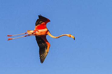 Greater flamingo (Phoenicopterus ruber) in flight over saltwater lagoon in the Galapagos Islands, UNESCO World Heritage Site, Ecuador, South America