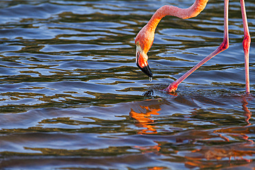 Greater flamingo (Phoenicopterus ruber) foraging for small pink shrimp in saltwater lagoon in the Galapagos Islands, Ecuador.