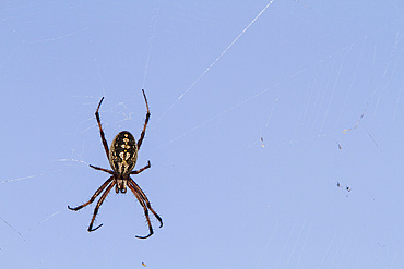 Macro photograph of a spider (Order Araneae) in the Galapagos Island Archipelago, Ecuador.