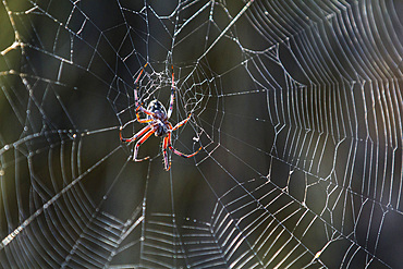 Macro photograph of a spider (Order Araneae) in the Galapagos Island Archipelago, Ecuador.