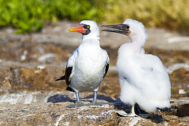 Adult Nazca booby (Sula grantii) with downy chick in the Galapagos Island Archipelago, UNESCO World Heritage Site, Ecuador, South America