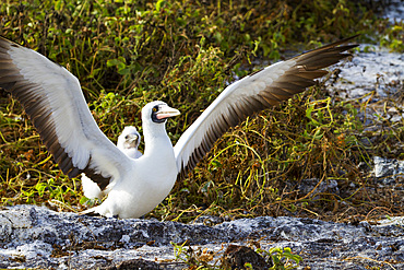 Adult Nazca booby (Sula grantii) with downy chick in the Galapagos Island Archipelago, UNESCO World Heritage Site, Ecuador, South America