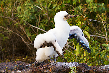 Nazca booby (Sula grantii) downy chick stretching its wings to gather strength for flight in the Galapagos Islands, Ecuador.