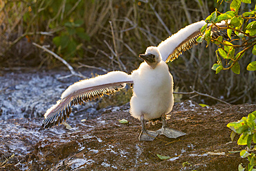 Nazca booby (Sula grantii) downy chick stretching its wings to gather strength for flight in the Galapagos Islands, UNESCO World Heritage Site, Ecuador, South America