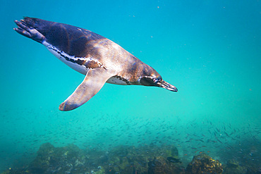 Galapagos penguin (Spheniscus mendiculus) feeding underwater on small baitfish in the Galapagos Islands, UNESCO World Heritage Site, Ecuador, South America