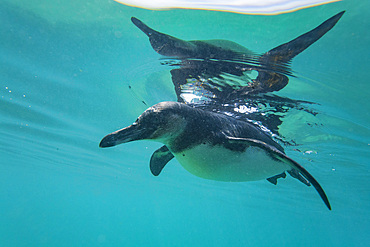 Galapagos penguin (Spheniscus mendiculus) feeding underwater on small baitfish in the Galapagos Islands, UNESCO World Heritage Site, Ecuador, South America