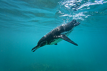 Galapagos penguin (Spheniscus mendiculus) feeding underwater on small baitfish in the Galapagos Islands, UNESCO World Heritage Site, Ecuador, South America