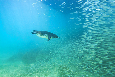 Galapagos penguin (Spheniscus mendiculus) feeding underwater on small baitfish in the Galapagos Islands, UNESCO World Heritage Site, Ecuador, South America