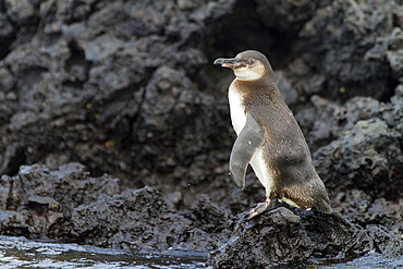 Galapagos penguin (Spheniscus mendiculus) hauled out on lava in the Galapagos Island Archipelago, UNESCO World Heritage Site, Ecuador, South America