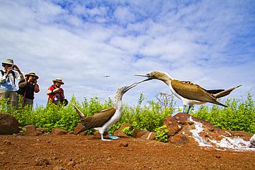 Blue-footed booby (Sula nebouxii) courtship behavior in the Galapagos Island Archipelago, UNESCO World Heritage Site, Ecuador, South America