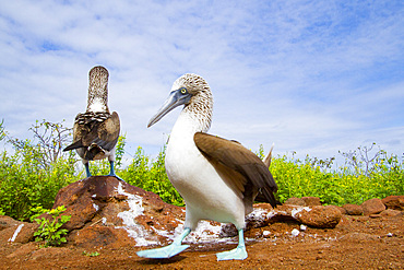 Blue-footed booby (Sula nebouxii) courtship behavior in the Galapagos Island Archipelago, Ecuador.