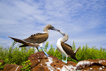 Blue-footed booby (Sula nebouxii) courtship behavior in the Galapagos Island Archipelago, UNESCO World Heritage Site, Ecuador, South America