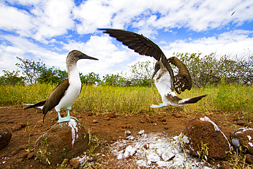 Blue-footed booby (Sula nebouxii) courtship behavior in the Galapagos Island Archipelago, UNESCO World Heritage Site, Ecuador, South America