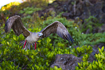 Adult red-footed booby (Sula sula) in flight in the Galapagos Island Archipelago, Ecuador.