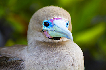 Adult red-footed booby (Sula sula) in the Galapagos Island Archipelago, UNESCO World Heritage Site, Ecuador, South America