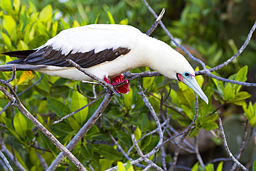 Adult red-footed booby (Sula sula) in the Galapagos Island Archipelago, Ecuador.