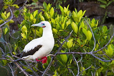 Adult red-footed booby (Sula sula) in the Galapagos Island Archipelago, Ecuador.