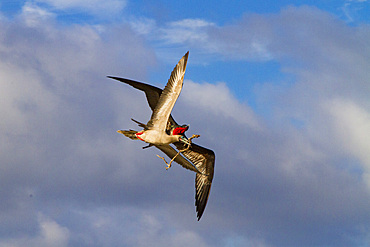 Adult red-footed booby (Sula sula) being attacked in flight by a great frigatebird (Fregata minor) in the Galapagos, Ecuador.