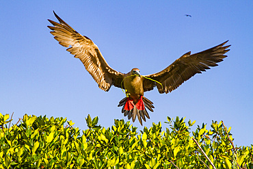 Adult red-footed booby (Sula sula) returning to the nest site with nest building material in the Galapagos Islands, Ecuador.