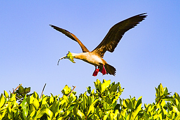 Adult red-footed booby (Sula sula) returning to the nest site with nest building material in the Galapagos Islands, Ecuador.