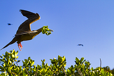 Adult red-footed booby (Sula sula) returning to the nest site with nest building material in the Galapagos Islands, Ecuador.