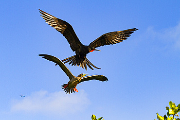 Adult red-footed booby (Sula sula) being attacked in flight by a great frigatebird (Fregata minor) in the Galapagos, UNESCO World Heritage Site, Ecuador, South America