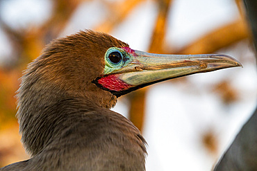 Adult red-footed booby (Sula sula) head detail in the Galapagos Island Archipelago, Ecuador.