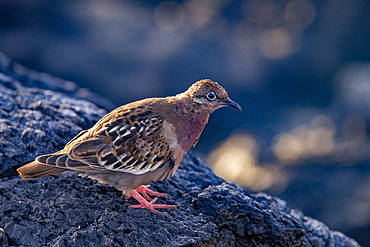 An adult Galapagos dove (Zenaida galapagoensis) on Espanola Island in the Galapagos Island Archipelago, UNESCO World Heritage Site, Ecuador, South America