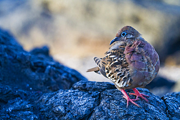 An adult Galapagos dove (Zenaida galapagoensis) on Espanola Island in the Galapagos Island Archipelago, UNESCO World Heritage Site, Ecuador, South America