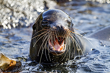 Adult bull Galapagos sea lion (Zalophus wollebaeki) posturing on Fernandina Island in the Galapagos Islands, Ecuador.