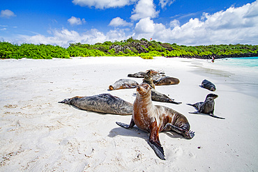 Galapagos sea lions (Zalophus wollebaeki) hauled out on Gardner Beach, Espanola Island in the Galapagos Islands, Ecuador.