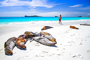 Guest with Galapagos sea lion pup (Zalophus wollebaeki) on Gardner Beach, Espanola Island in the Galapagos, Ecuador.