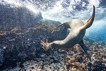 Galapagos sea lion pup (Zalophus wollebaeki) underwater playing with a lobster molt in the Galapagos Islands, Ecuador.