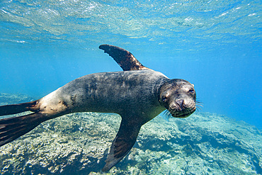 Young Galapagos sea lion (Zalophus wollebaeki) at play underwater in the Galapagos Island Archipelago, UNESCO World Heritage Site, Ecuador, South America