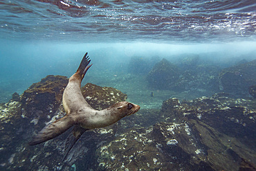 Young Galapagos sea lion (Zalophus wollebaeki) underwater in the Galapagos Island Archipelago, Ecuador.