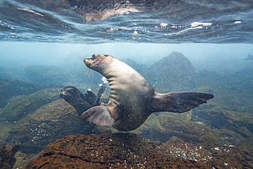 Young Galapagos sea lion (Zalophus wollebaeki) underwater in the Galapagos Island Archipelago, Ecuador.