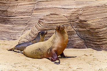 Galapagos sea lion (Zalophus wollebaeki) mother and pup on San Cristobal Island in the Galapagos Islands, UNESCO World Heritage Site, Ecuador, South America