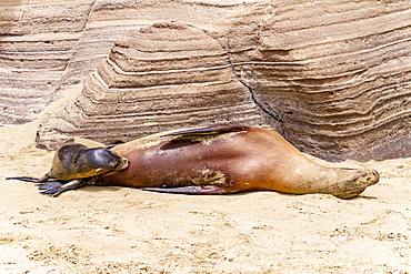 Galapagos sea lion mother nursing pup (Zalophus wollebaeki) in the Galapagos Island Archipelago, Ecuador.