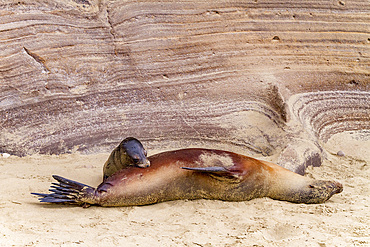 Galapagos sea lion mother nursing pup (Zalophus wollebaeki) in the Galapagos Island Archipelago, Ecuador.