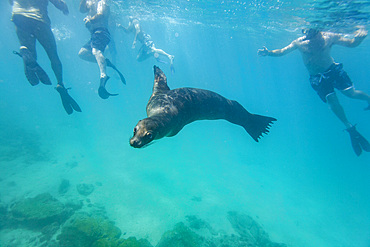 Snorkelers with Galapagos sea lion (Zalophus wollebaeki) underwater in the Galapagos Island Archipelago, Ecuador.