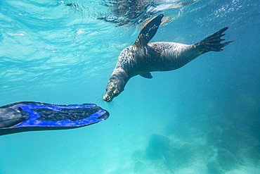 Snorkeler with Galapagos sea lion (Zalophus wollebaeki) underwater in the Galapagos Island Archipelago, Ecuador.