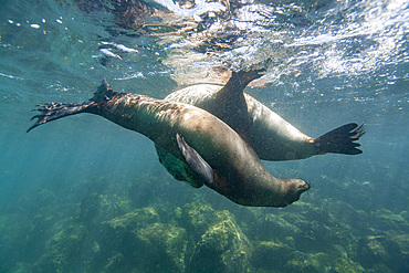 Young Galapagos sea lions (Zalophus wollebaeki) at play underwater in the Galapagos Island Archipelago, Ecuador.