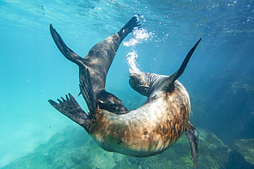 Young Galapagos sea lions (Zalophus wollebaeki) at play underwater in the Galapagos Island Archipelago, UNESCO World Heritage Site, Ecuador, South America