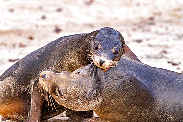 Young Galapagos sea lion bulls (Zalophus wollebaeki) mock-fighting in the Galapagos Islands, Ecuador.